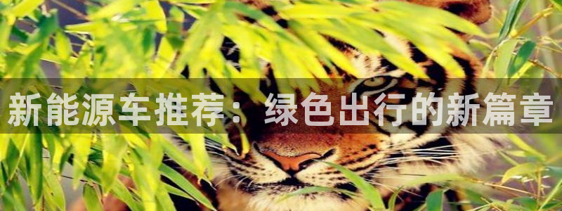 新宝gg属于